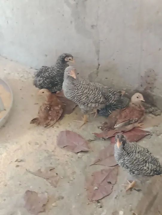 10Pintos de Galinha Caipira - R$ 15,00 cada - Foto 3