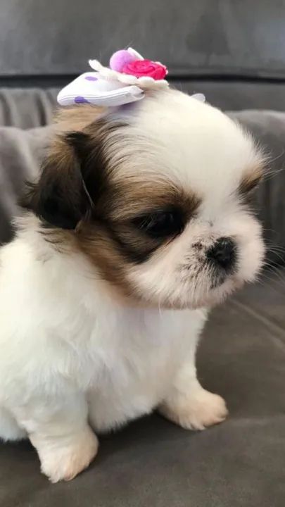 Shih Tzu Linda e Carinhosa