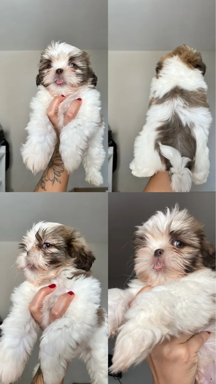 Filhote Shih Tzu