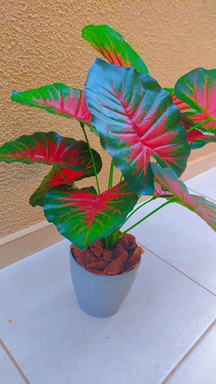 Planta Nova  - Foto 3