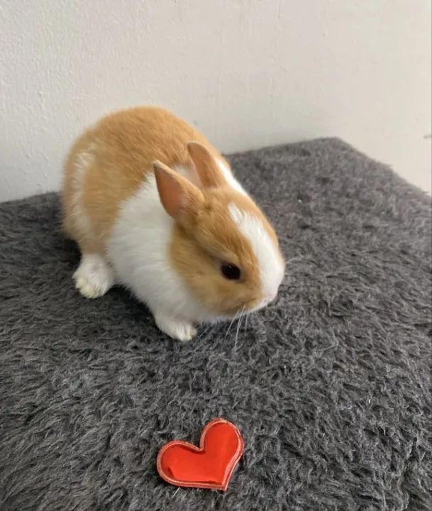 coelho anao - Foto 6