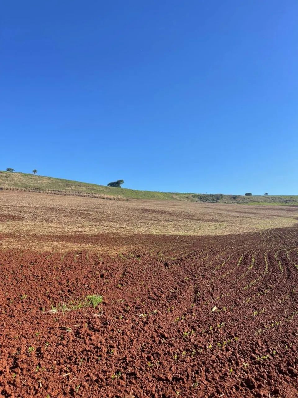 Fazenda 250 alqueiro  - Foto 5