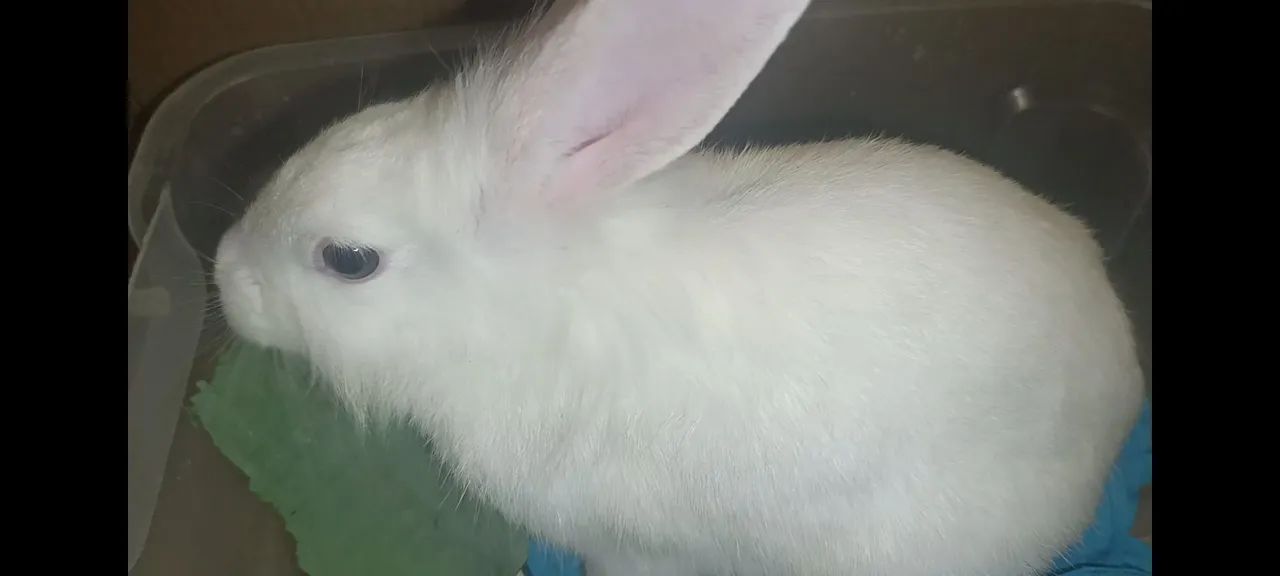 Coelho Branco do olho azul - Adorável e brincalhão  - Foto 4