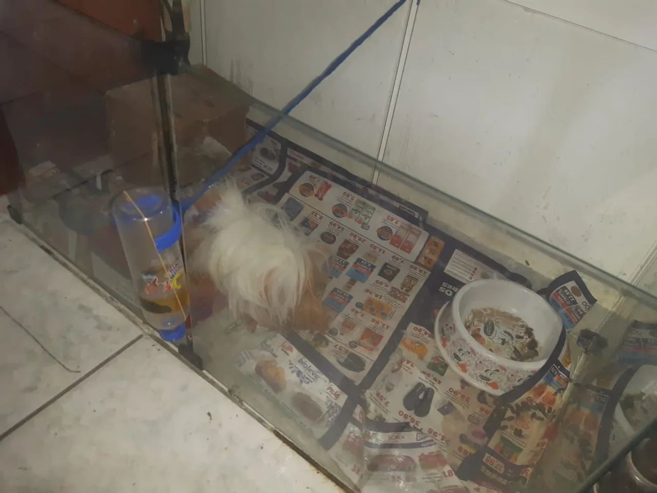 Porquinho da india branco e marron 5 messes de vida casa de vidro para roedores 1 metro  - Foto 2