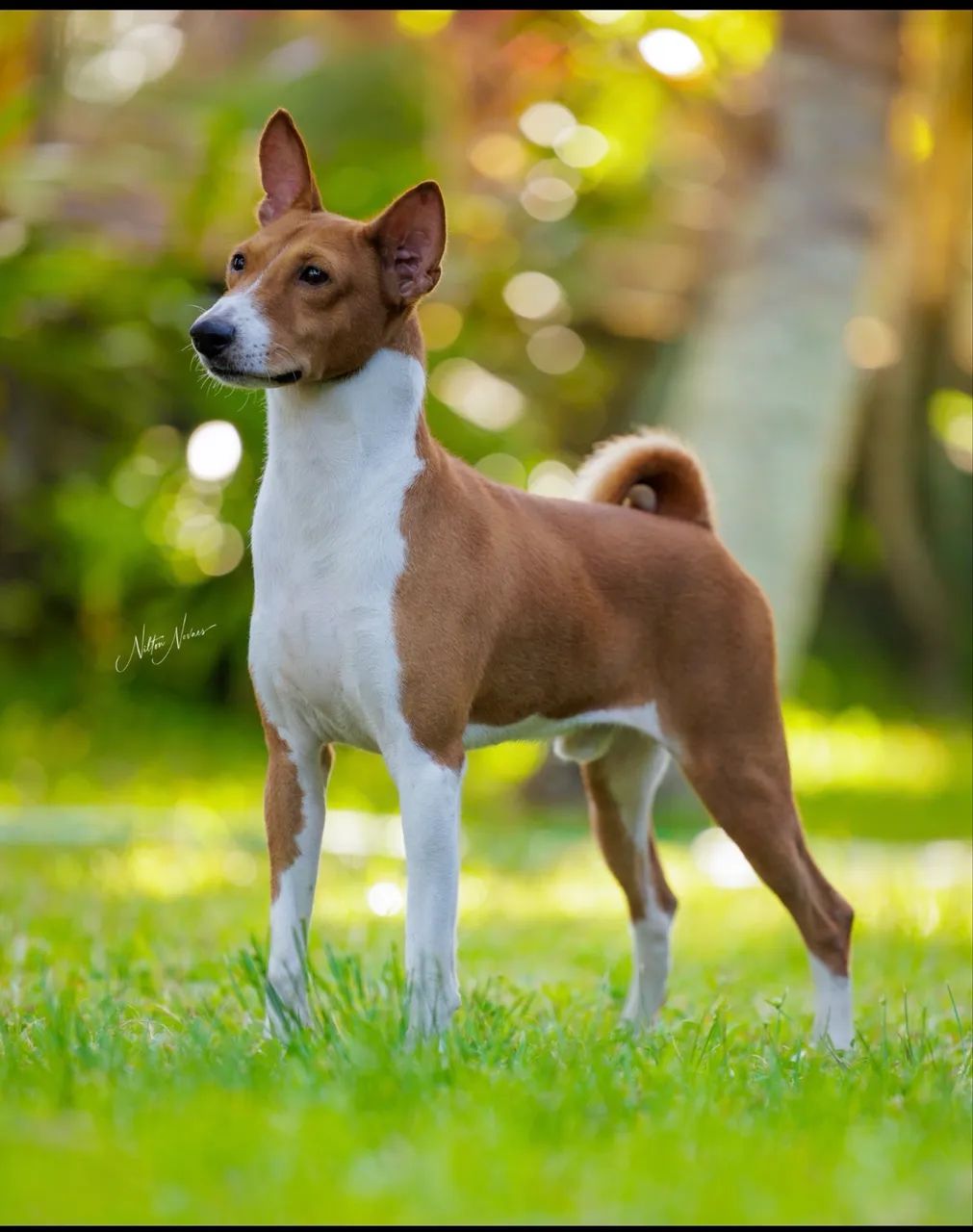 Basenji o cão que não late - Foto 5