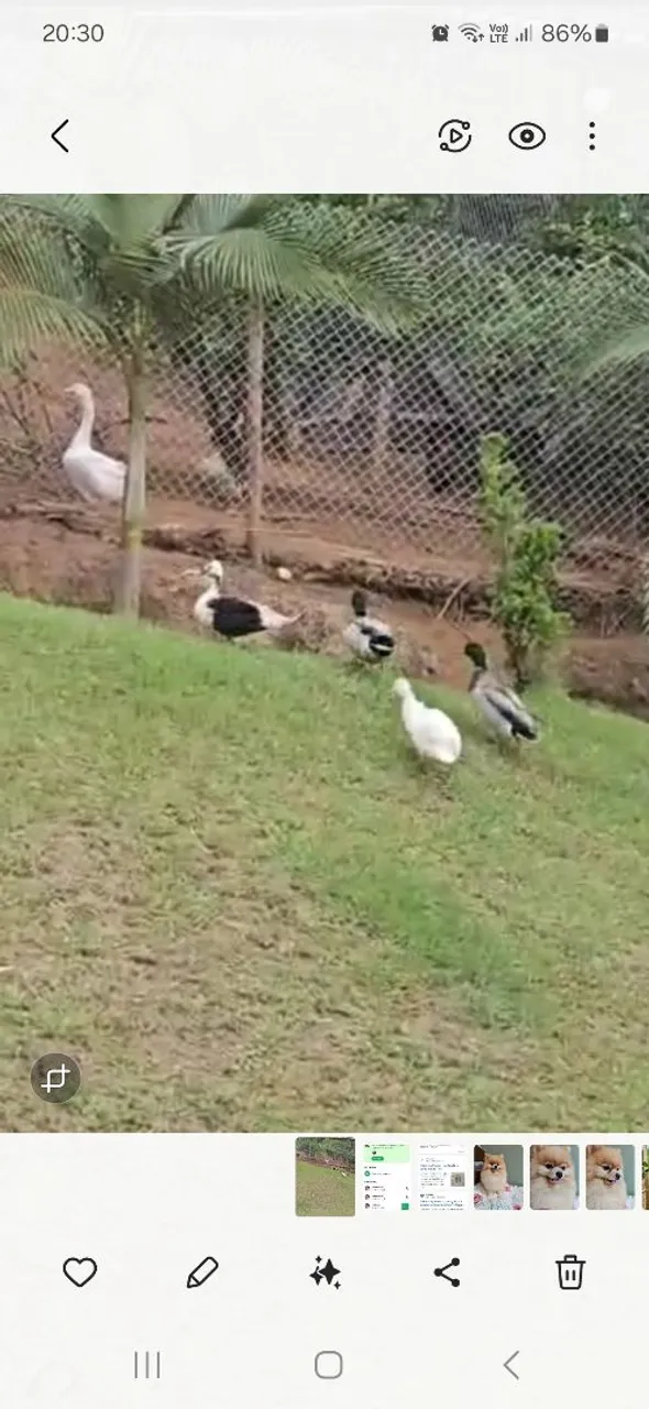 Marreco