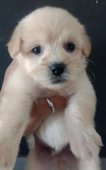 Filhote de poodle - Foto 5