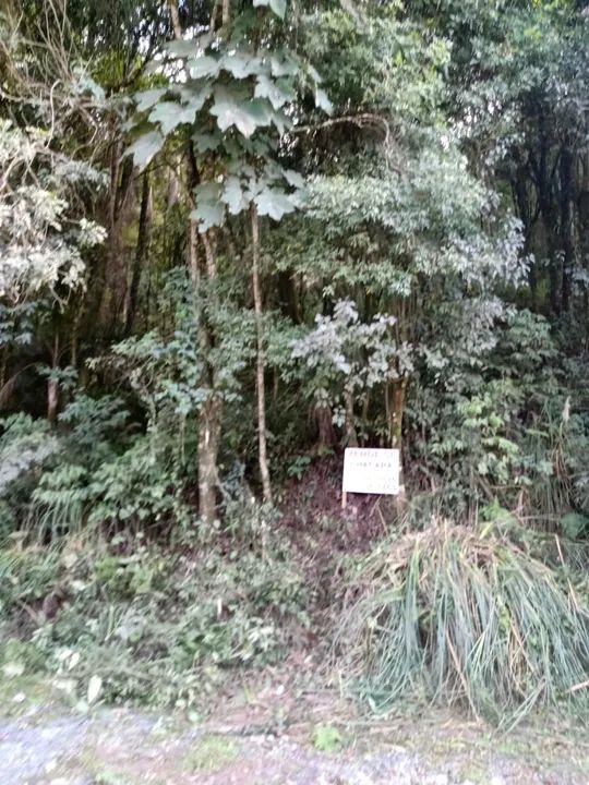 Chácara em Campo Largo - 20.000 m² - Foto 2