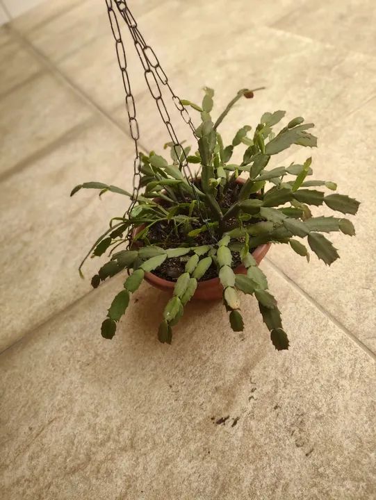 Planta Flor de maio vaso