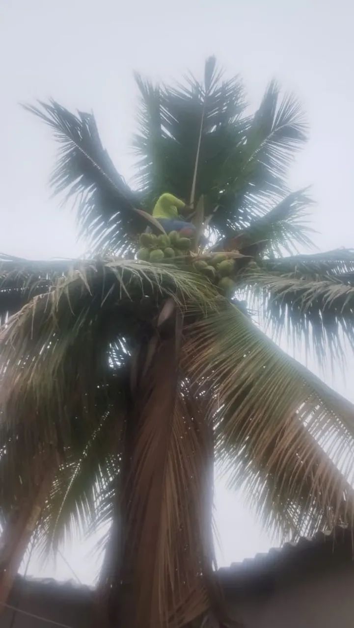 Corte e poda de árvore em geral