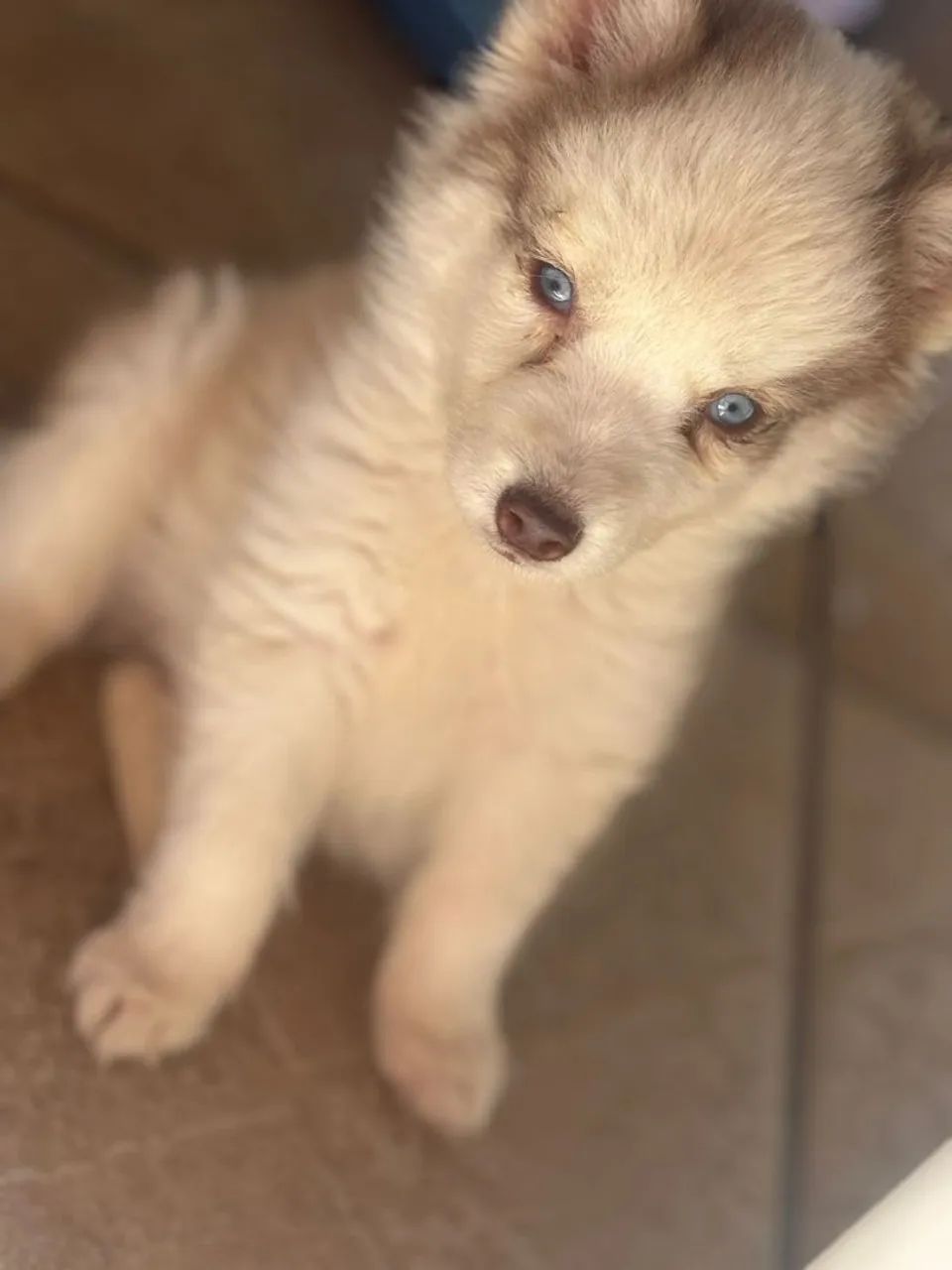 FILHOTES HUSKY SIBERIANO PURO COM PEDIGREE.