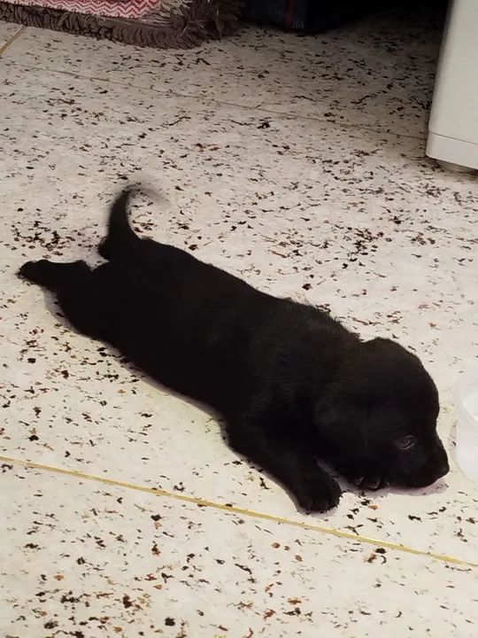 Filhote de Labrador - Preguiçosa e Fofa - Foto 3