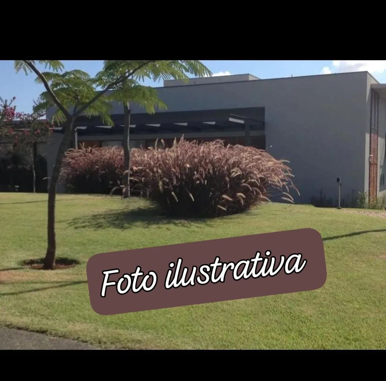 Muda de Capim do Texas Rubro - Foto 5