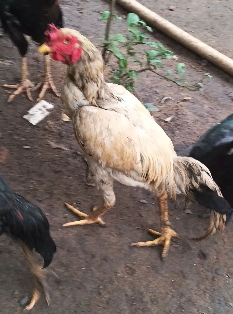 Galo de carioca  - ótima liagem 