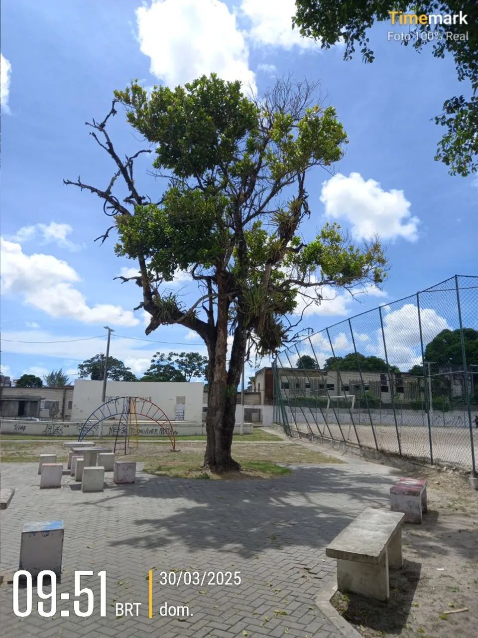 Poda de árvores de alto risco - Foto 5