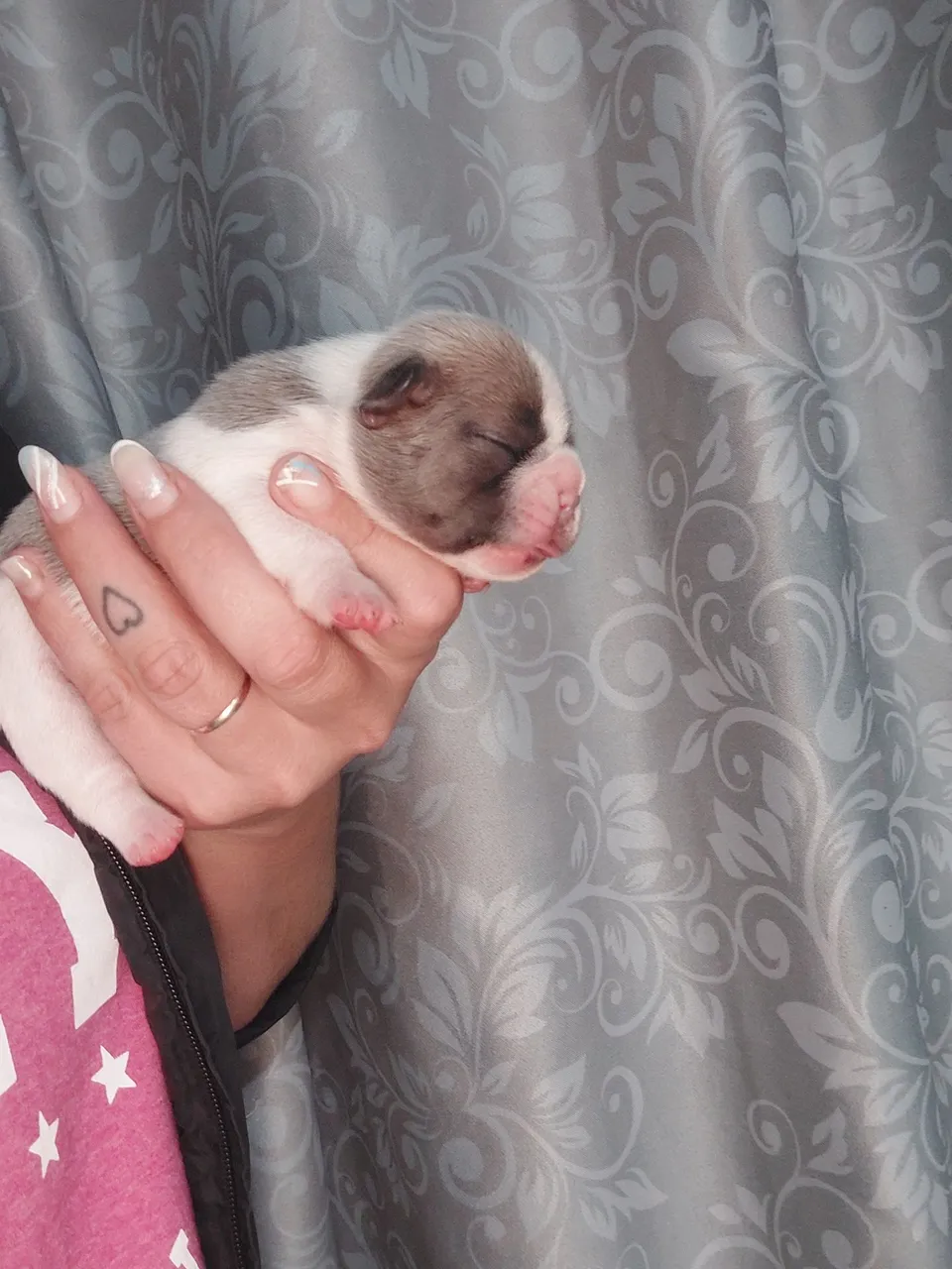 Abertas reserva (spitz alemão e Bulldog francês)