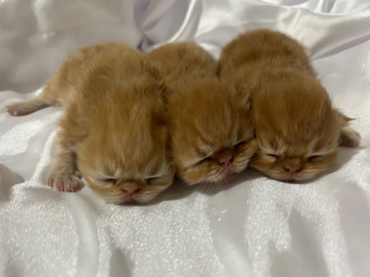 Gato persa - Foto 4
