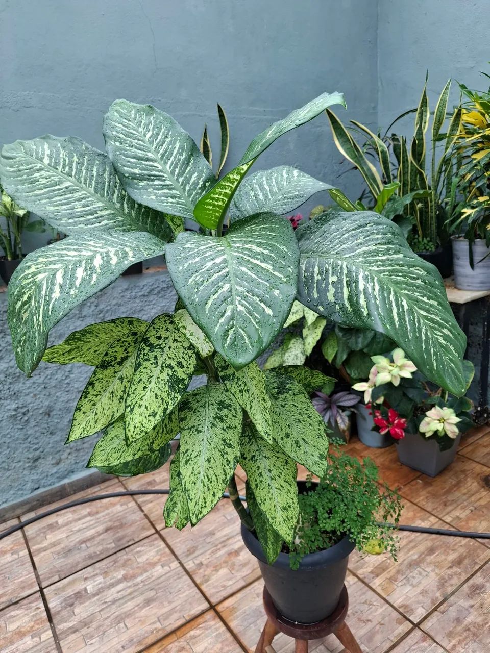 Plantas 