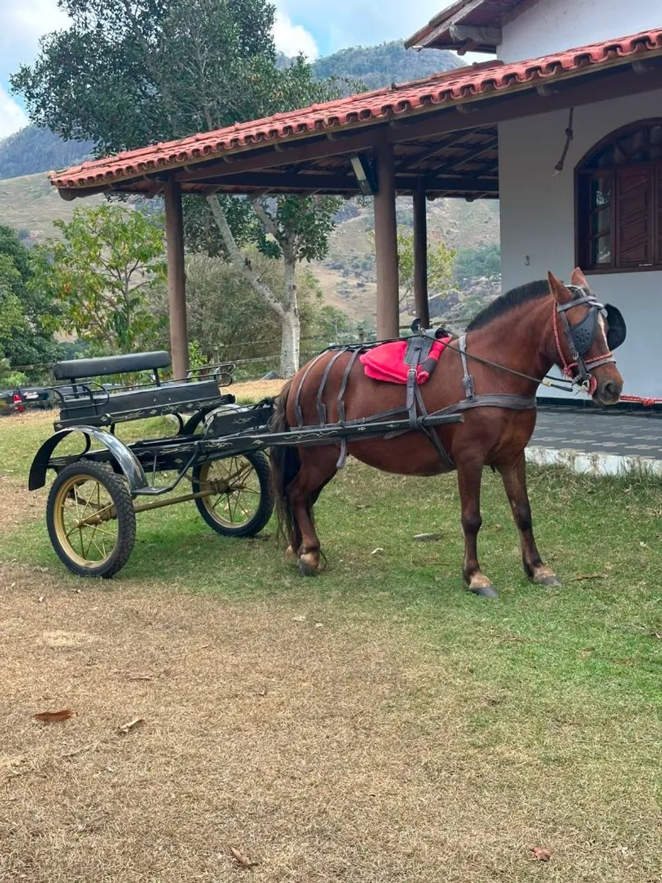 Piquira de charrete e sela