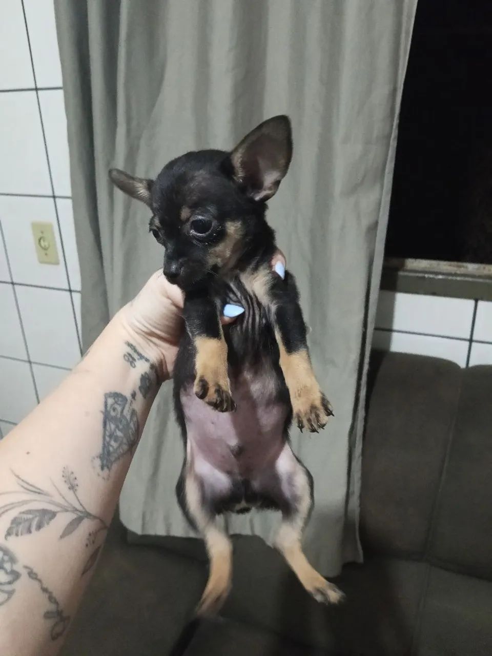 Pinscher filhote macho 0 - Foto 2