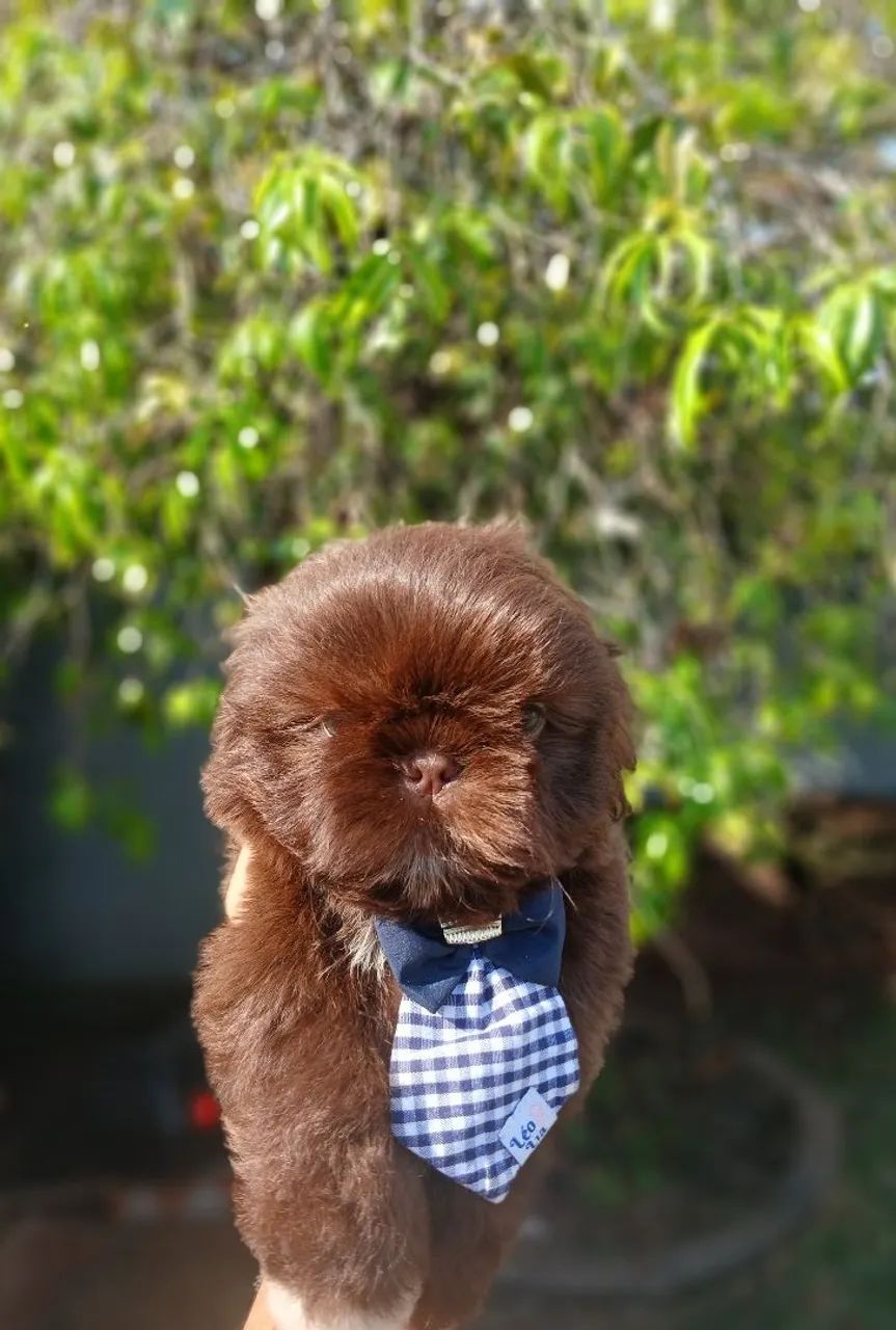 Filhote de shihtzu macho chocolate 