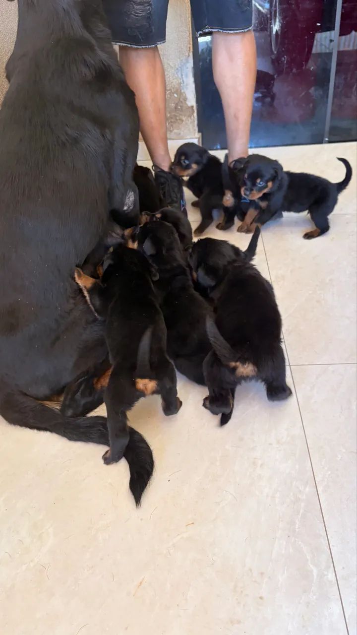 cachorro rottweiler  - Foto 2