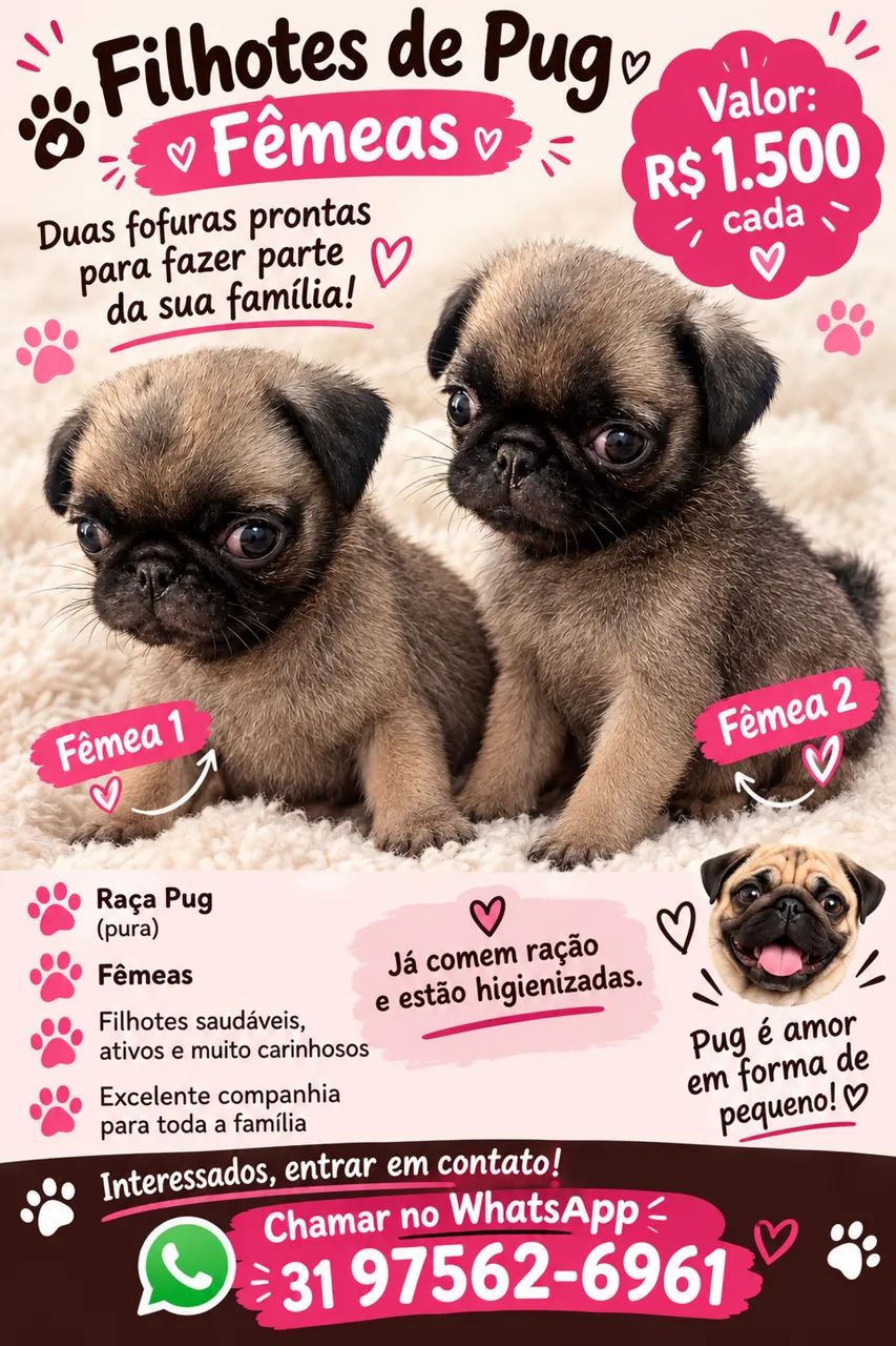 Filho de pug