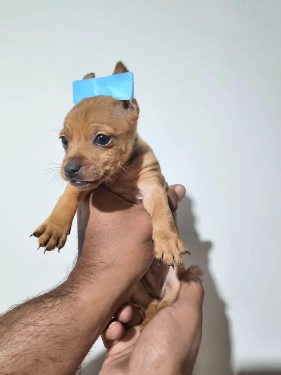 Pinscher 