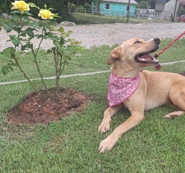  ADOÇÃO RESPONSÁVEL  - Foto 2