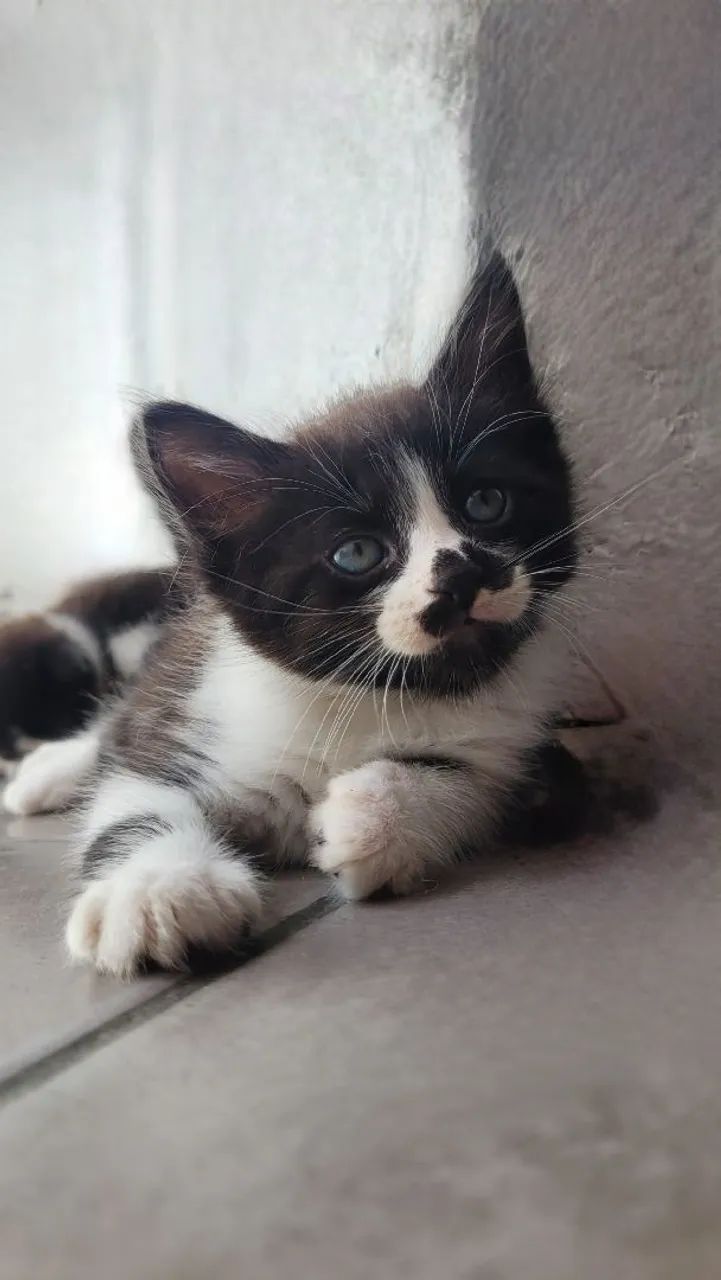 Gato  - Foto 2
