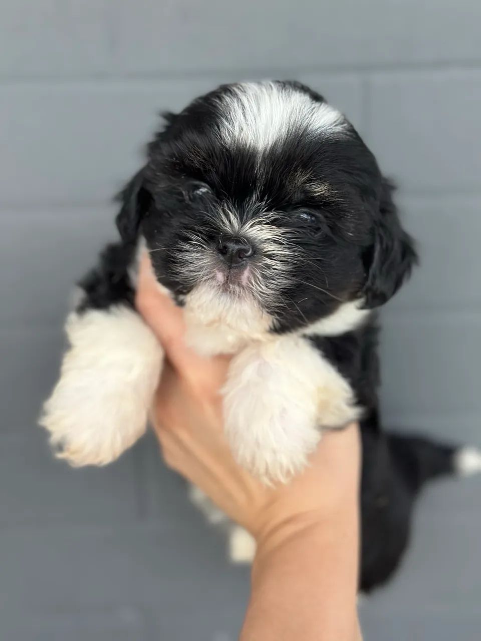 Cachorro  - Foto 3