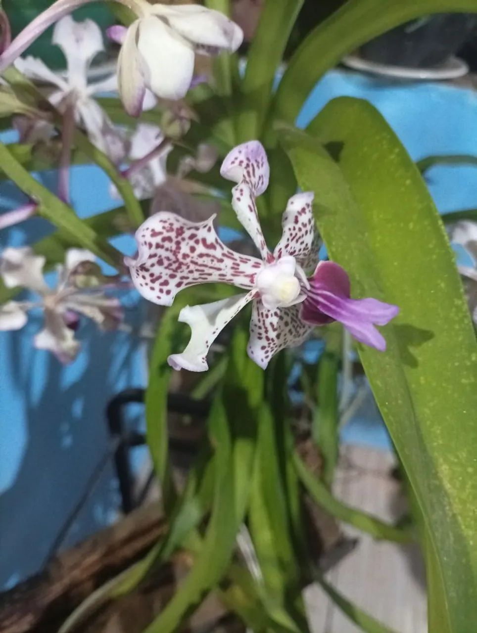 Orquídea Vanda florida  - Foto 3