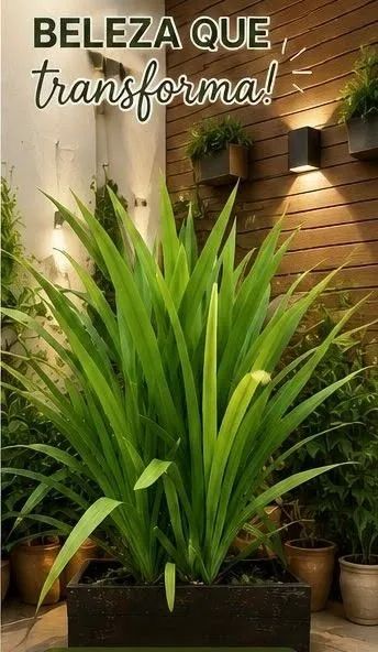Planta com vaso grande
