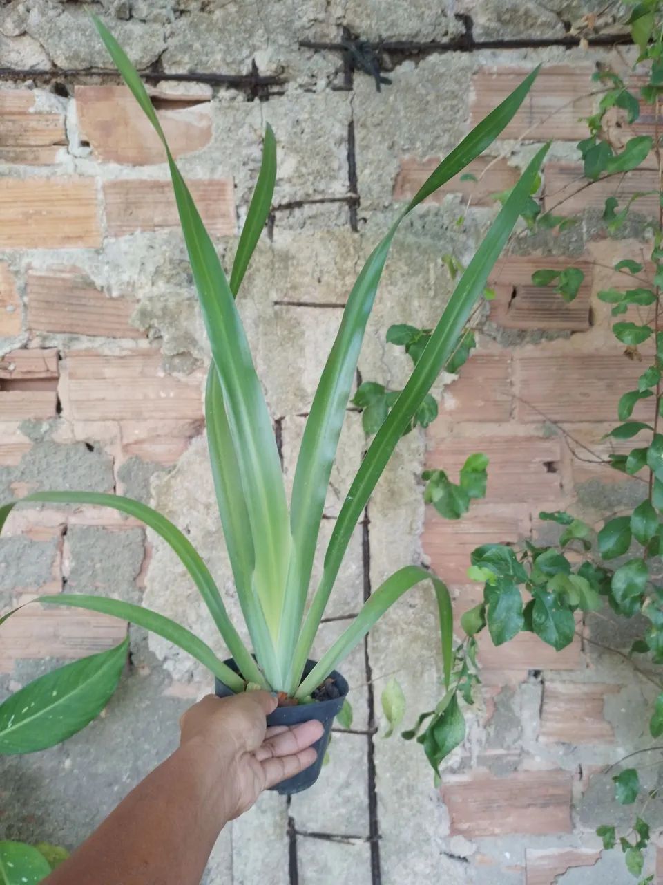 Muda de Neomarica - Foto 4