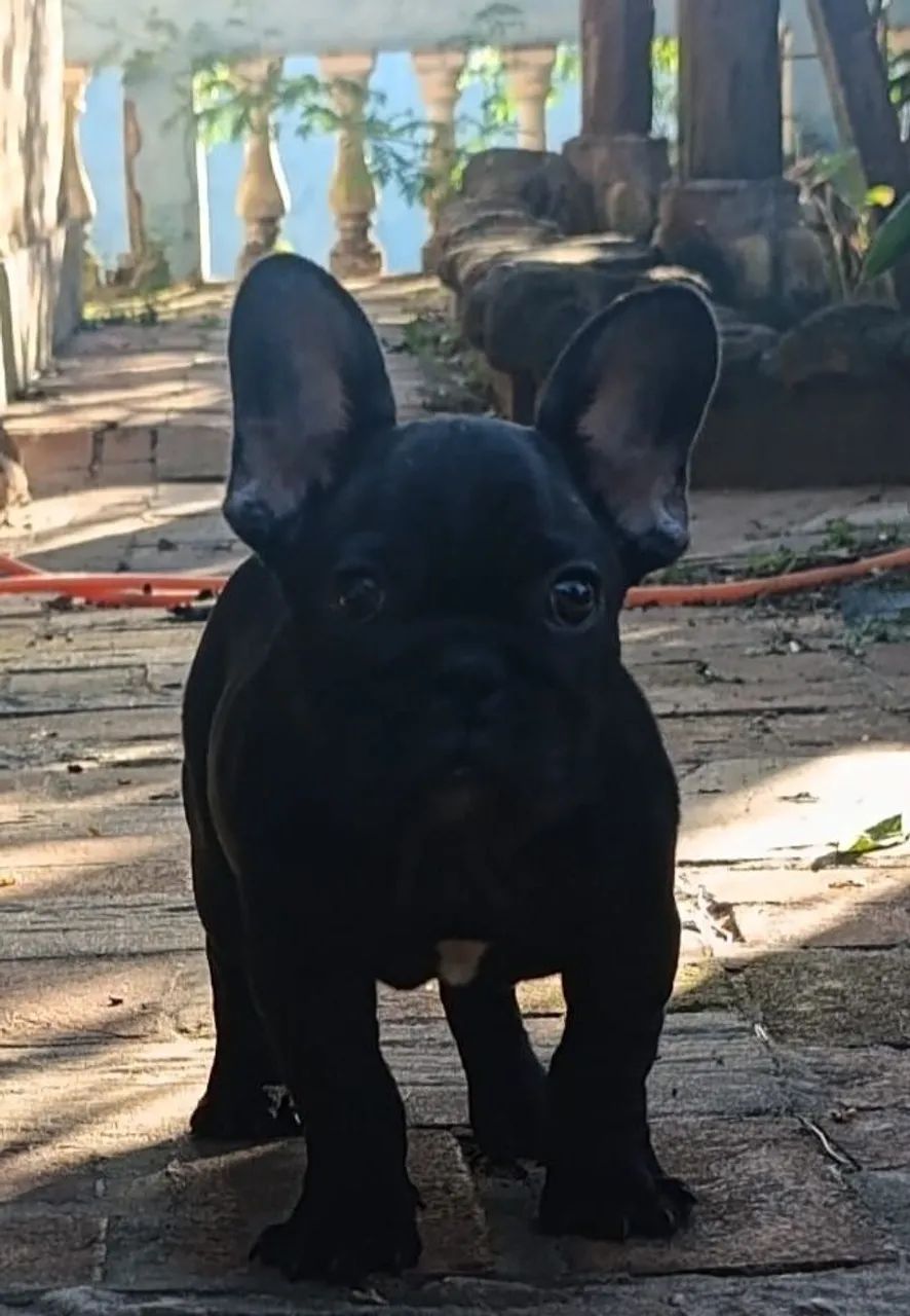 Bulldog Francês Machinho ? - Foto 3