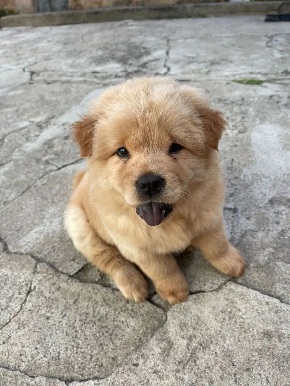 Chow Chow creme !