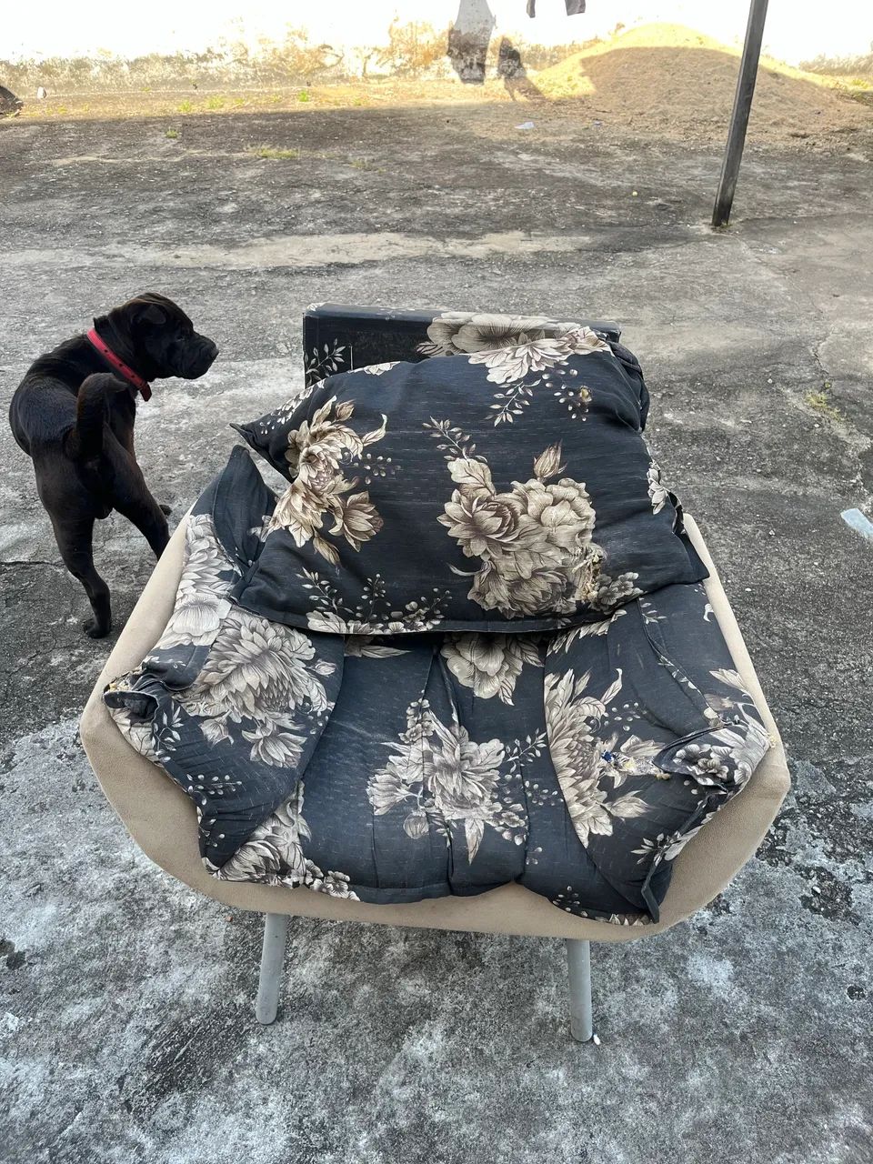Poltronas - Foto 4