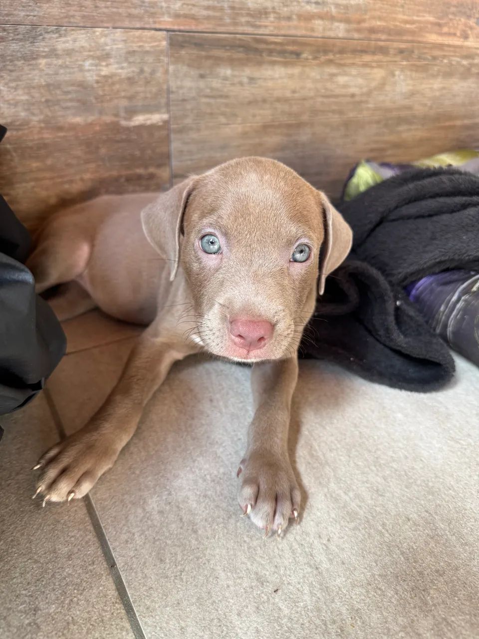 Vendo Pitbull Monster - Foto 3