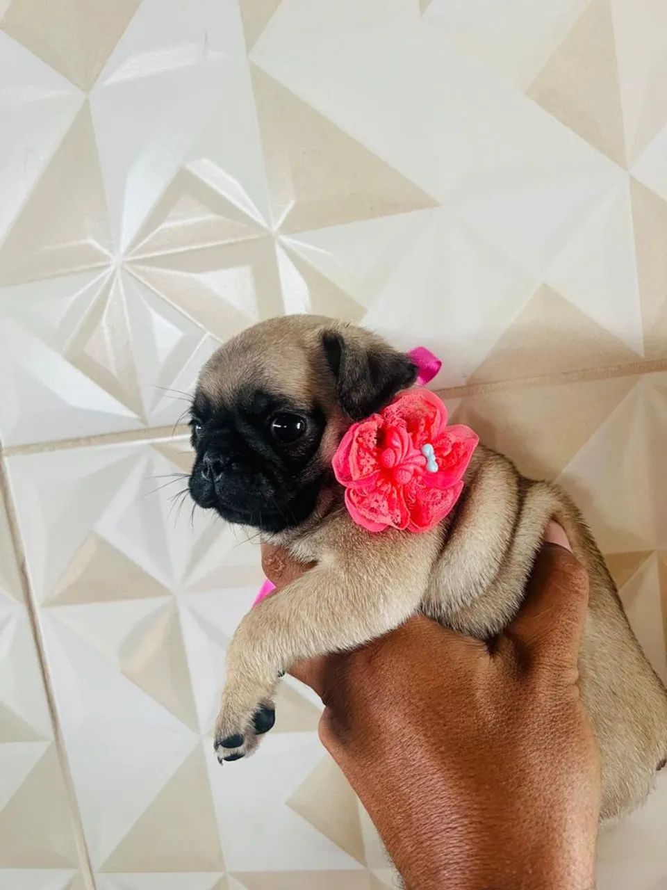 Filhotes de pug 