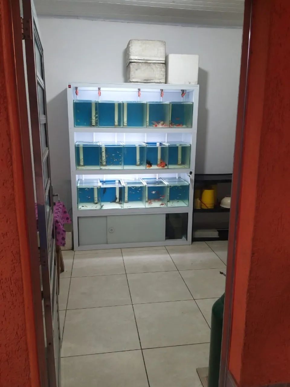 Distribuidora de Acessorios e Peixes Ornamentais, Nacionais e Importados - Foto 5