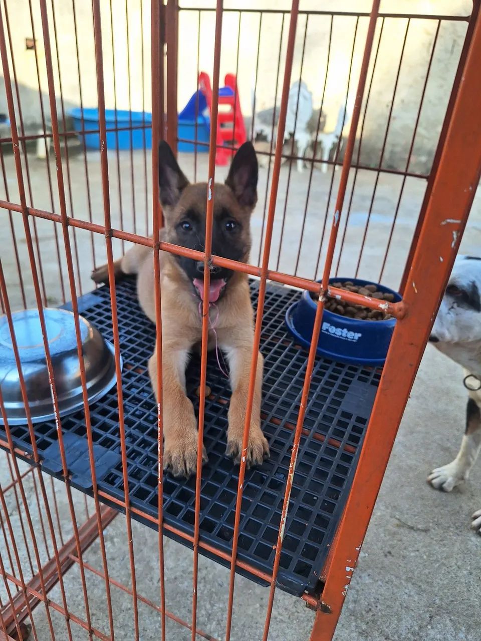 Filhote Malinois com pedigree - Foto 4