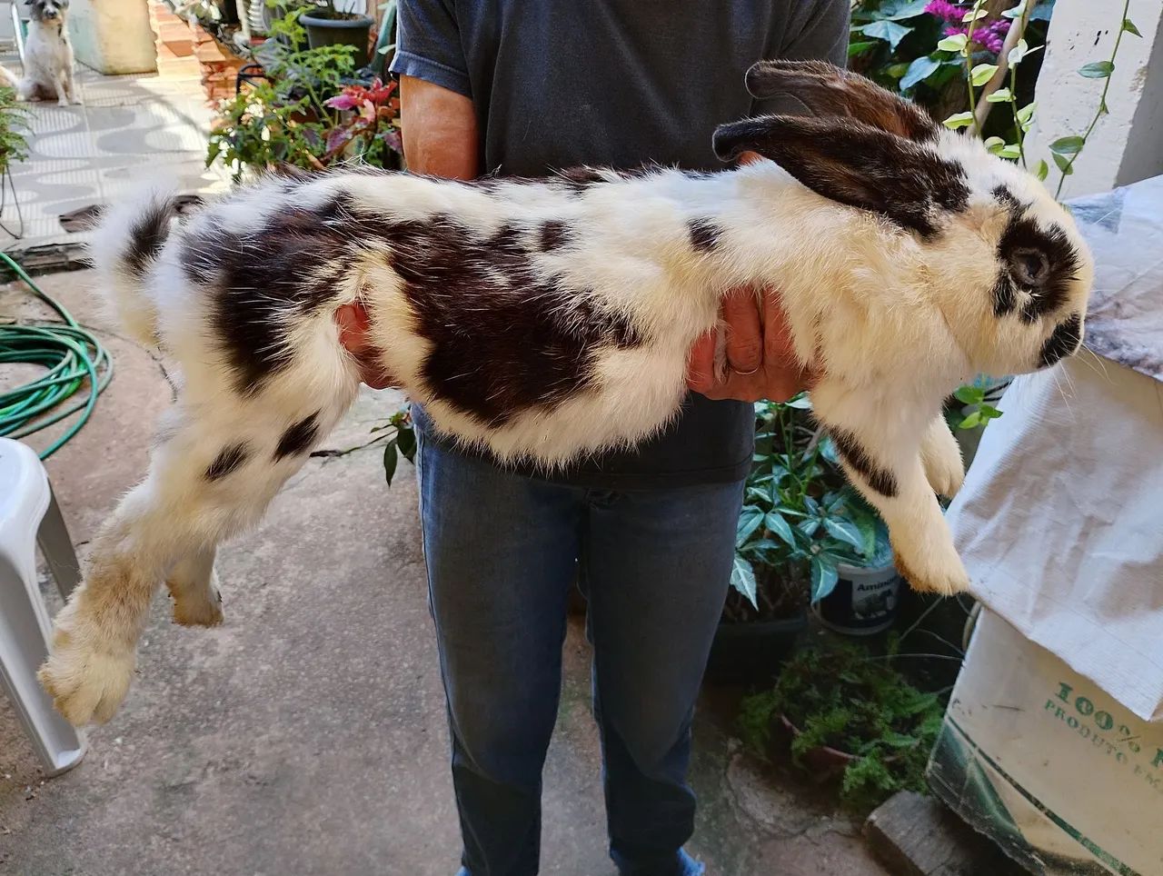 Filhotes de coelho crioulo gigante  - Foto 2
