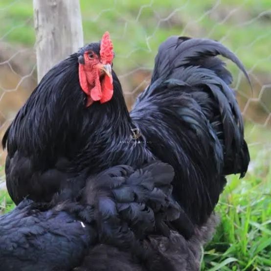 VENDO GALOS BRAHMA  - Foto 2