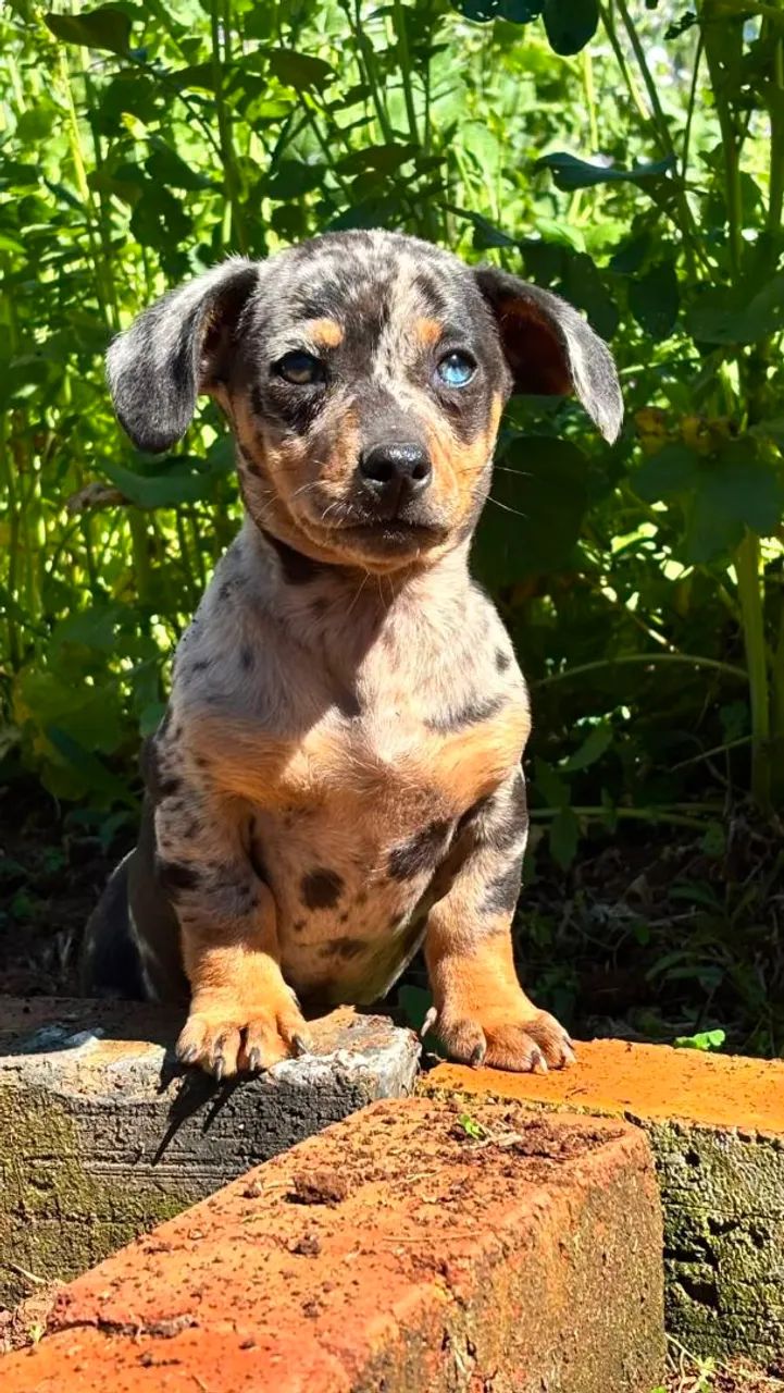 Daschund  - Foto 3