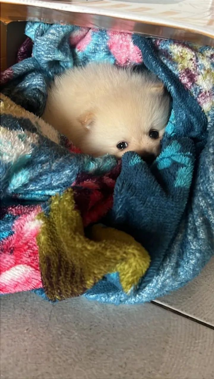 Lindo spitz alemão  - Foto 4