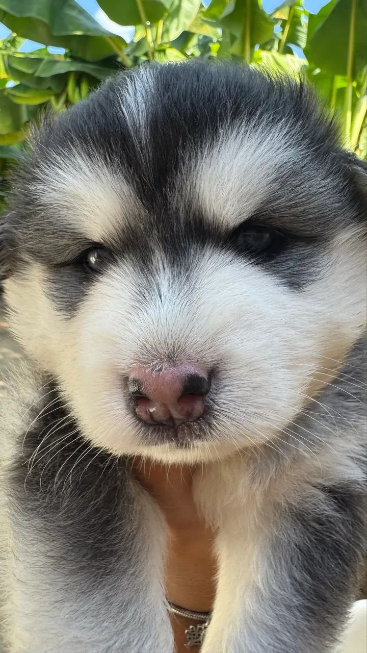 Filhote de Husky  - Foto 2