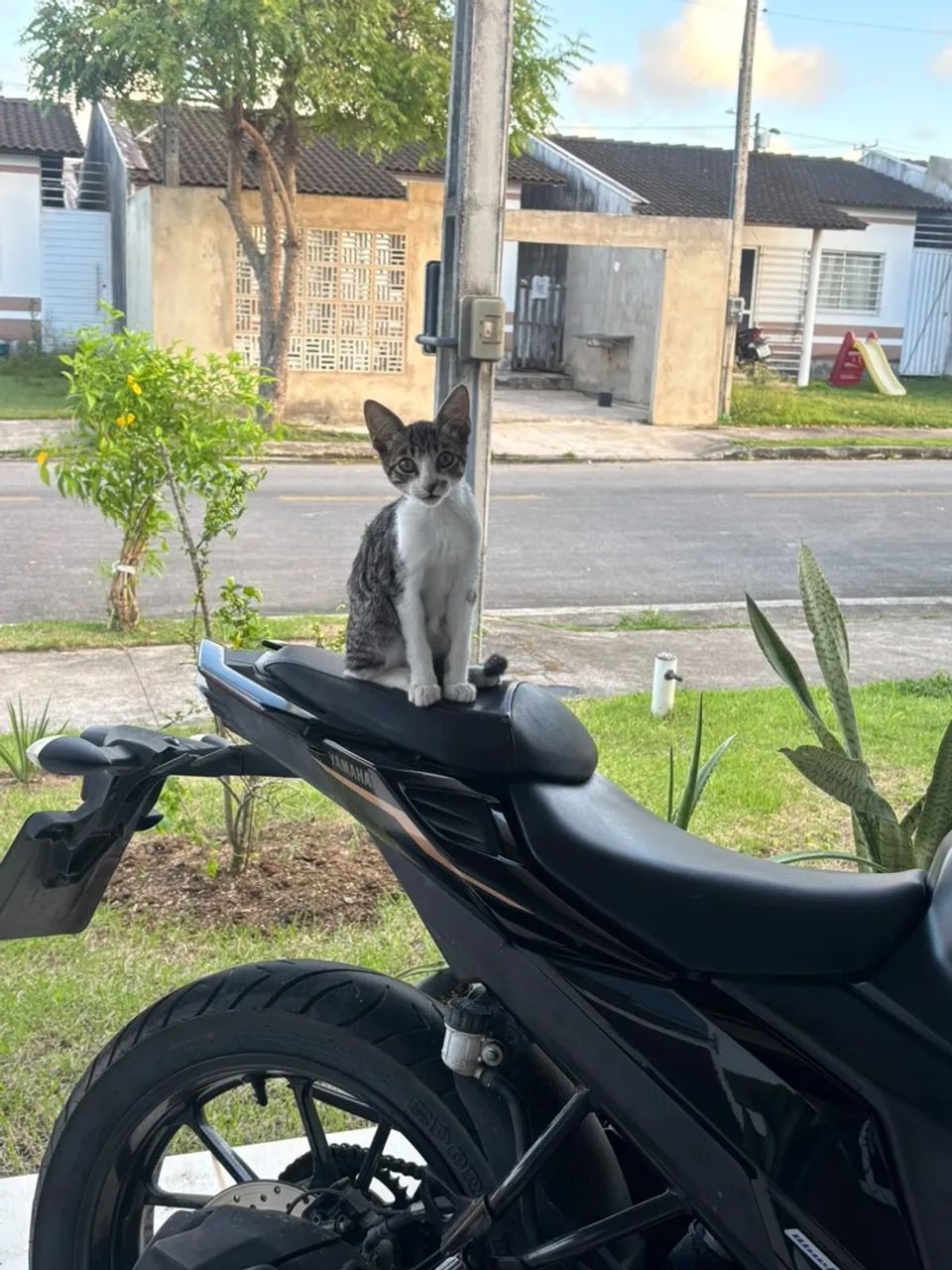Doação de gato 