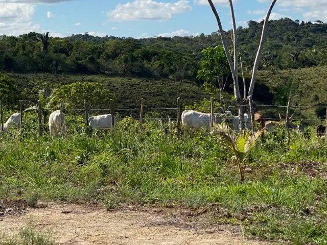 Sitio com 22 tarefas - Foto 4
