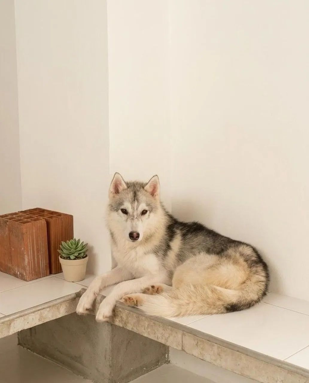 Husky Siberiano Puro de Verdade