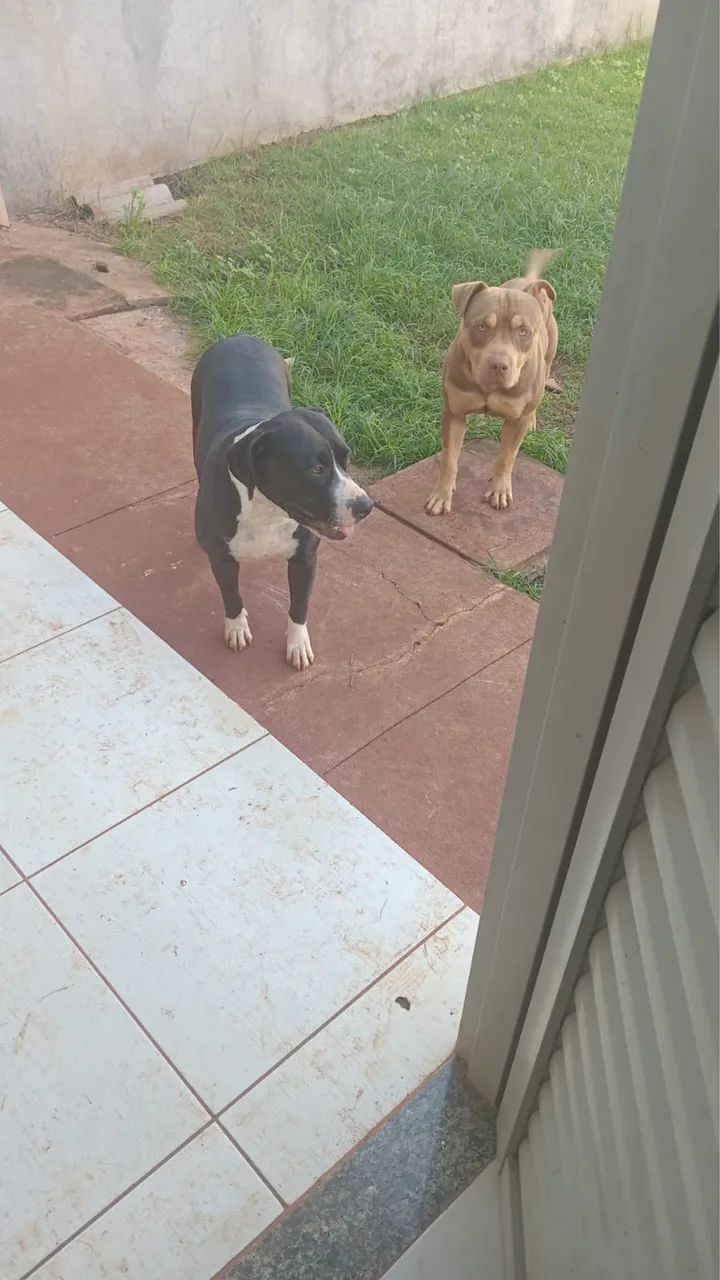 Doa-se pitbull  - Foto 2